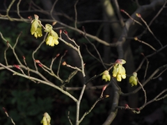 Corylopsis