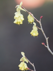 Corylopsis
