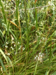 Sisymbrium polymorphum