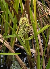 Sparganium americanum