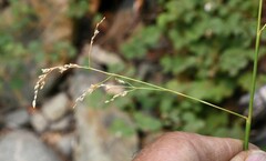 Glyceria striata