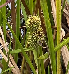 Sparganium americanum