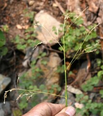 Glyceria striata