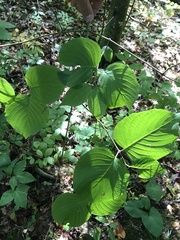 Cornus rugosa