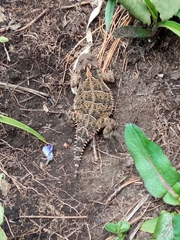 Phrynosoma orbiculare