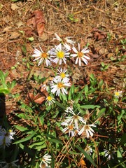 Symphyotrichum simmondsii
