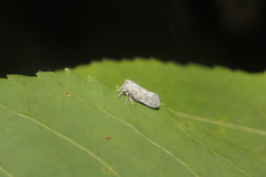 Cedusa maculata