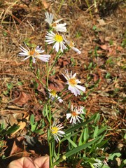 Symphyotrichum simmondsii