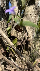 Ruellia jussieuoides