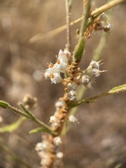 Cuscuta
