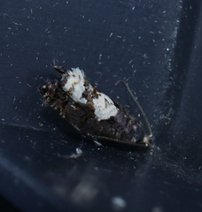 Epinotia trigonella