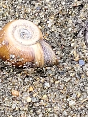 Planorbella campanulata