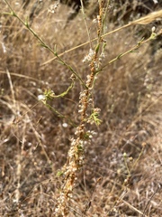 Cuscuta