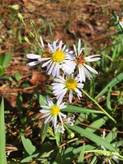 Symphyotrichum simmondsii