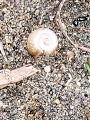 Planorbella campanulata