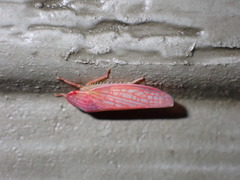 Gyponana