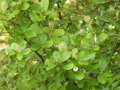 Clethra