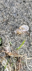 Planorbella campanulata