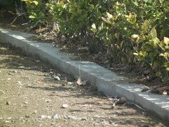 Emberiza spodocephala