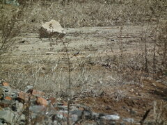 Phoenicurus auroreus