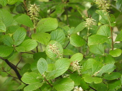 Clethra