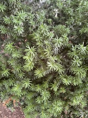 Taxaceae