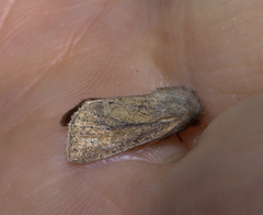 Denticucullus pygmina