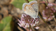 Polyommatus celina