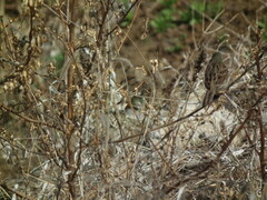 Emberiza spodocephala