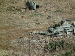 Emberiza spodocephala