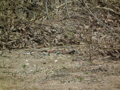 Emberiza spodocephala