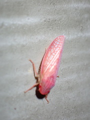 Gyponana
