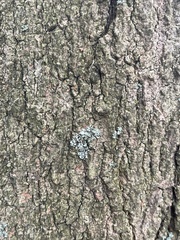 Myelochroa aurulenta