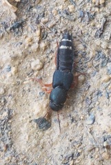 Platydracus fulvipes