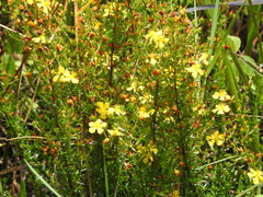 Hypericum brachyphyllum