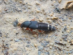 Platydracus fulvipes