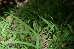 Setaria verticillata
