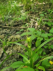 Carex lupuliformis