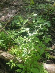 Bidens discoidea