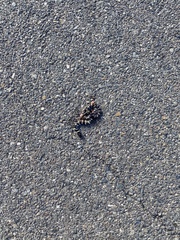 Lampropeltis californiae