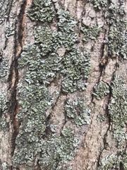 Phaeophyscia