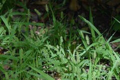 Setaria verticillata