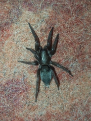 Scotophaeus scutulatus