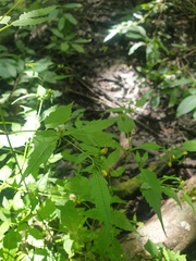 Bidens discoidea