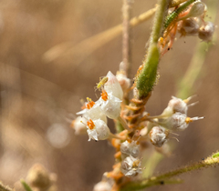 Hemiptera