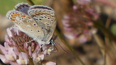 Polyommatus celina