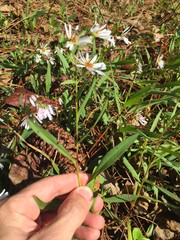 Symphyotrichum simmondsii