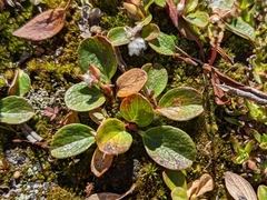 Salix nivalis
