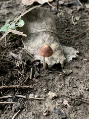 Psathyrella bipellis