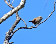 Agelaioides badius